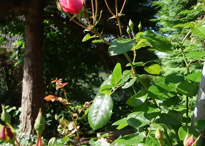 La Rose Jacuzzi Nordique La Petite-Pierre